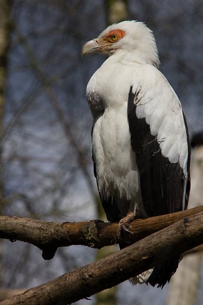 Gypaète des palmiers par Suzanne Schoepe