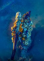 L'art, ensemble dans la mer