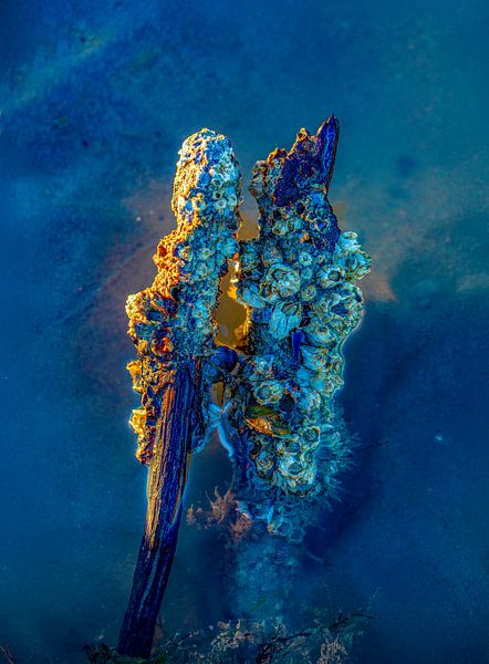 Kunst, gemeinsam im Meer von Sia Windig