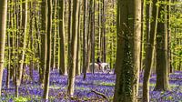 White horses in a purple field in the forest