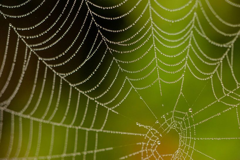 Spinnenweb met fris groene achtergrond van Stefanie de Boer
