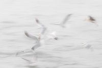 chasseurs de poissons en mer du Nord