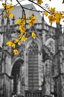 Dom in de herfst