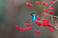 Eisvogel auf einem Gelderländer Rosenzweig mit leuchtend roten Beeren