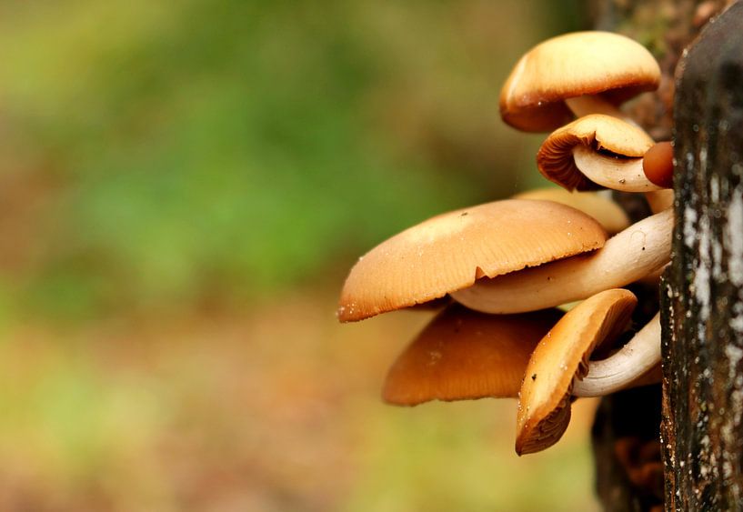 Herfst op zijn top  von Marcia Bergsma