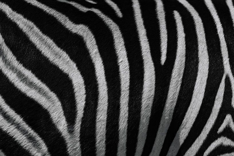 Zebra Close-Up: Unique Pattern from Africa by Ian Schepers