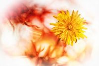 Löwenzahnblüte im hellen Licht