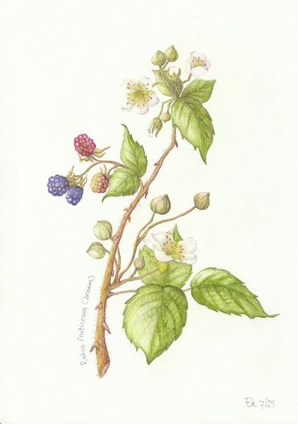 Blackberry branch by Esthers Nature Studio