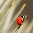Ladybugs