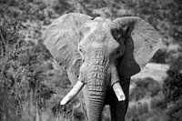 Schöner alter Elefant, Südafrika