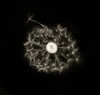 Taraxacum Officinale