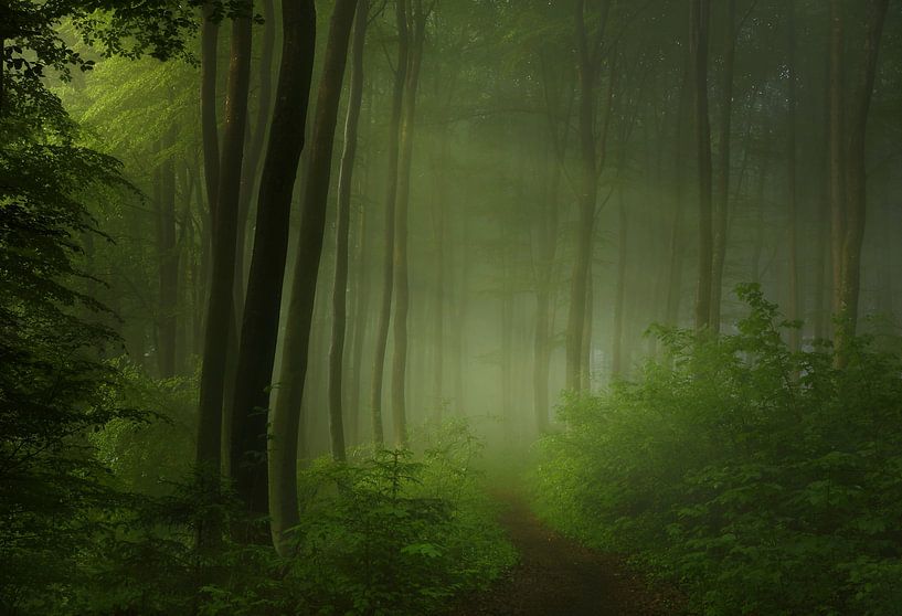 forest morning by Norbert Maier