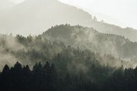 Fog in austrian forests and mountains