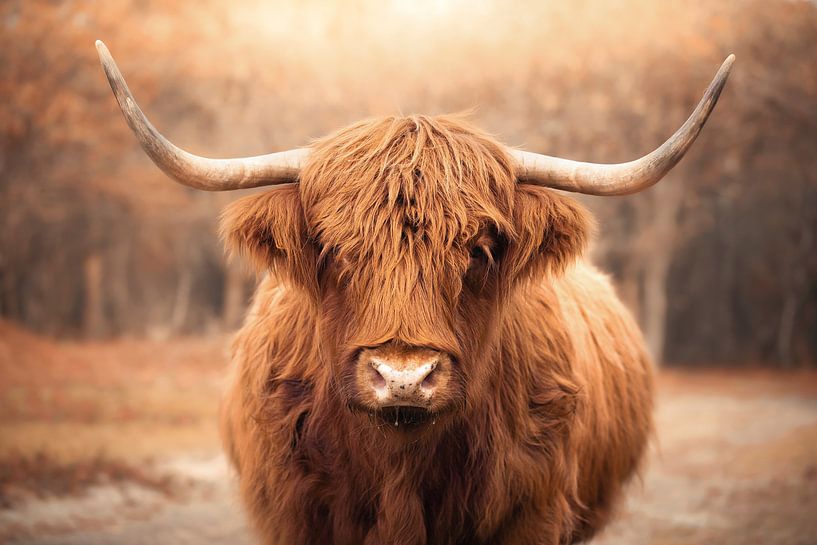 Scottish Highlander by Karel Ton