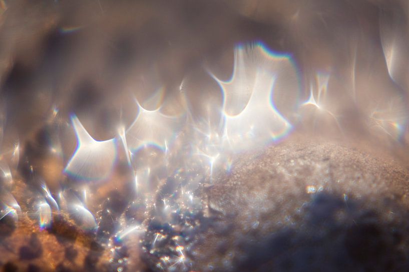 Glare on a large parasol mushroom, autumn, Surae, Dorst, Oosterhout, North Brabant, Netherlands, Ho by Ad Huijben