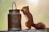 squirrel on feeding table in nature of sweden