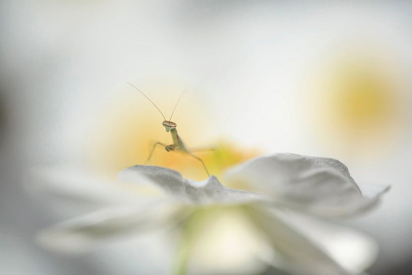 Between the flower van Henk Meeuwes