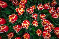 Frühling im Nordostpolder