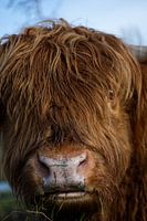 Highlander close-up