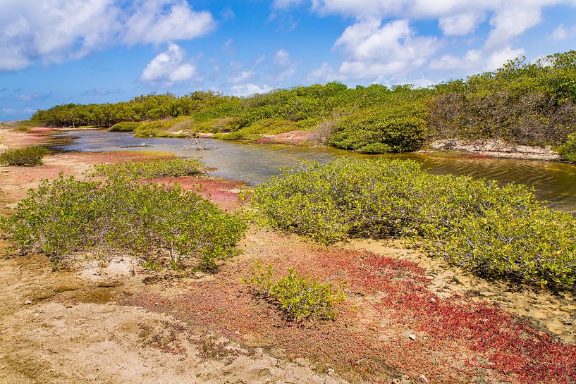 Landschaft mit Mangrovenwald und Wasser auf der Insel Bonaire von Ben Schonewille