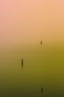 Dichte mist over de Rijkerswoerdse Plassen. 