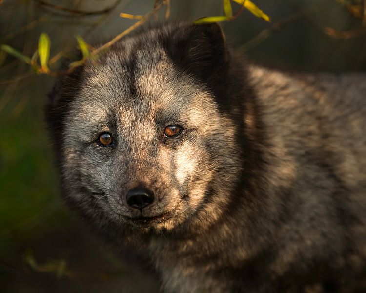 Polarfuchs genießt den Sonnenschein der vergangenen Nacht von Patrick van Bakkum