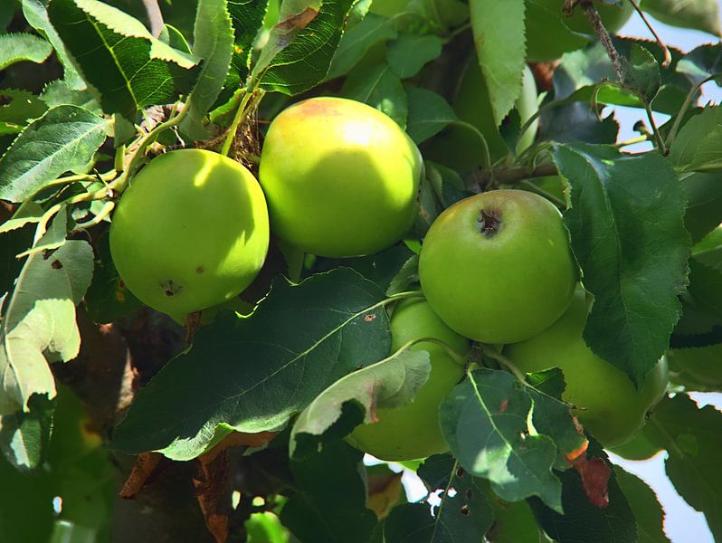 Äpfel am Baum von Edgar Schermaul