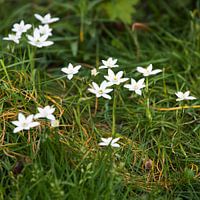 Vogelperspektive Frühlingsblume