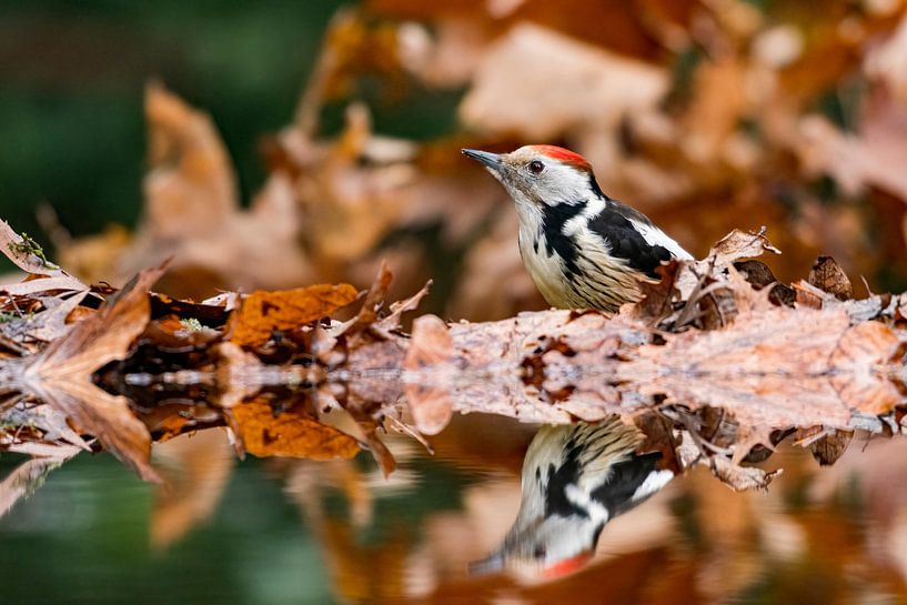 Lesser spotted woodpecker among the brown leaves by Merijn Loch
