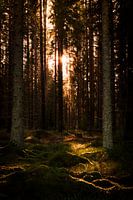 Une journée dans les bois
