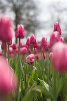 Pink tulips in a flowerbed