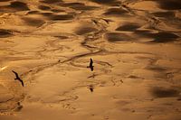 Vliegende vogels in het Gouden uurtje