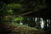 Forêt verte, sombre et mystérieuse | Pays-Bas | Photographie de nature