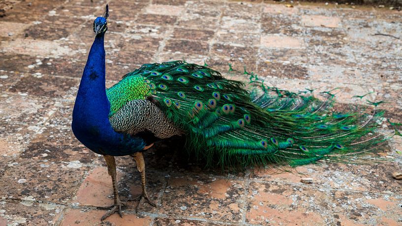 Magnifique coq en paon sur des tuiles médiévales en briques rouges. par Marjolein Zijlstra