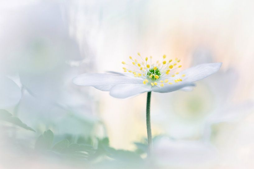 Soon the bee will come von Bob Daalder