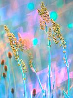 Sommerblumen vor einem verwischten bunten Hintergrund