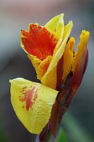 Cana in yellow and orange