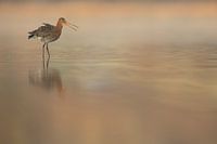 Grutto in ochtendlicht