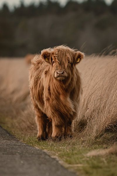 Entzückendes schottisches Highlander-Kalb von KB Design & Photography (Karen Brouwer)