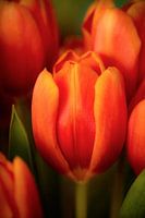 Orange tulips