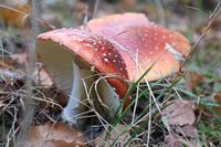 Paddestoelen in Anloo