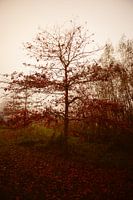 Autumn tree in morning mist