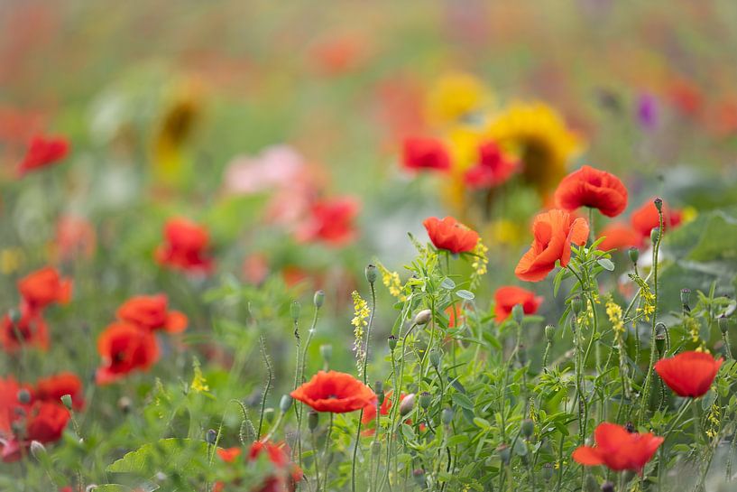 cheerful splash of colour in the field by Ria van den Broeke