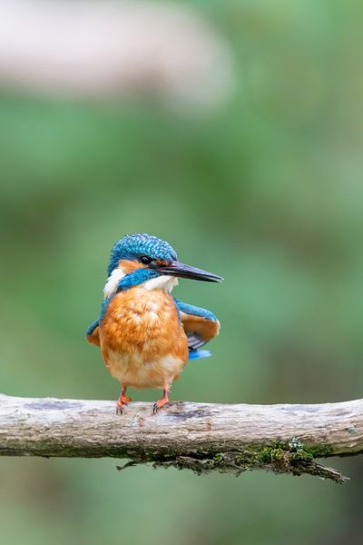 Martin-pêcheur d'Europe (Alcedo atthis) par Dirk Rüter