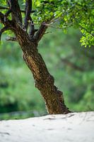 Baum im Sand
