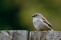 Haussperling auf Holzzaun in friedlicher Natur