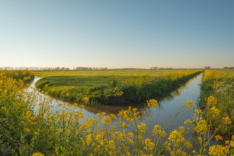 Colza - Graine de colza par Moetwil en van Dijk - Fotografie