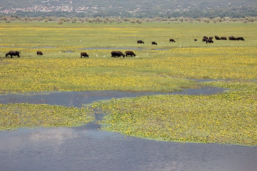 Water buffalo herd m Kerkini reservoir / lake by ADLER & Co / Caj Kessler