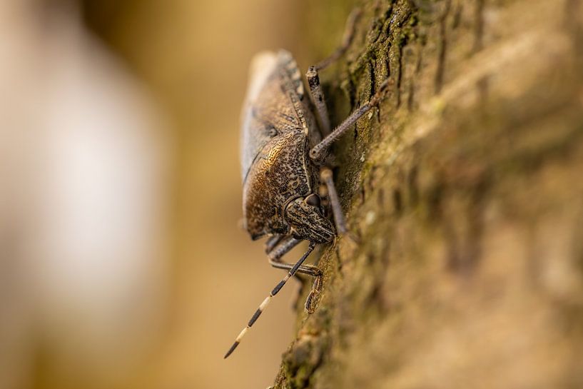 Grey shieldbug by Memories for life Fotografie