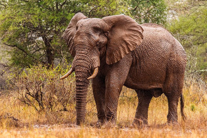 Der afrikanische Elefant, der gerade im Regen steht. von Rob Smit